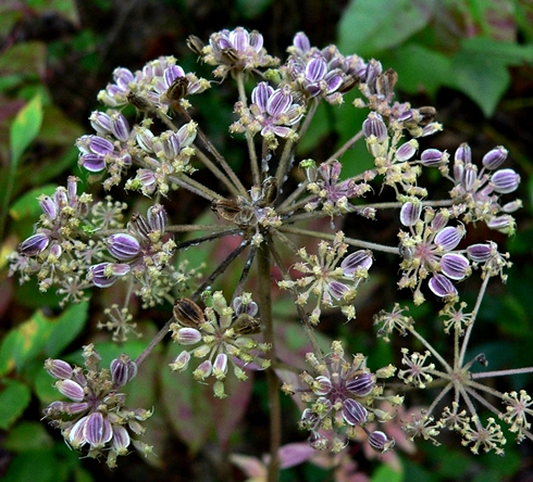 {Ligusticum canadense}